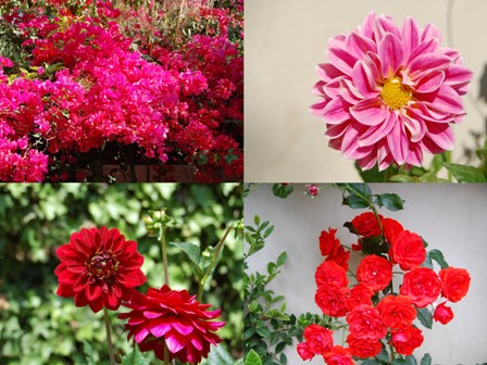 garden-three-resized {ckm garden}