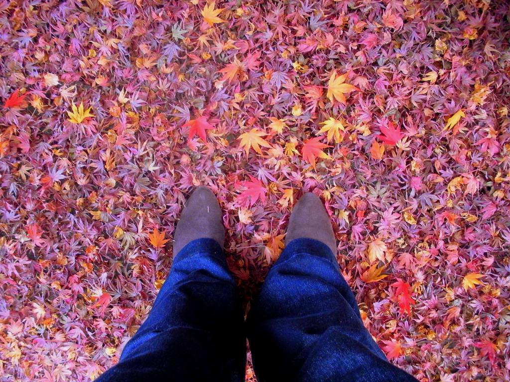 {post meal romp in the leaves}